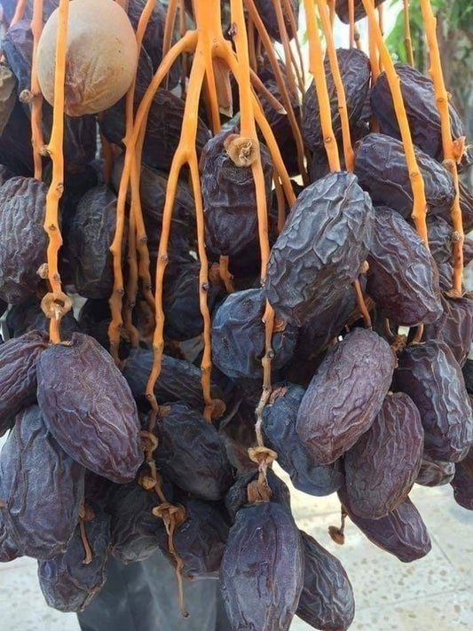 medjool Dates seedling