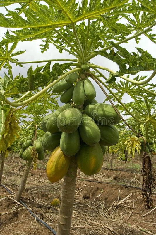 Dwarf papaya seedling