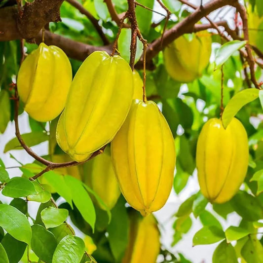 Star fruit seedling