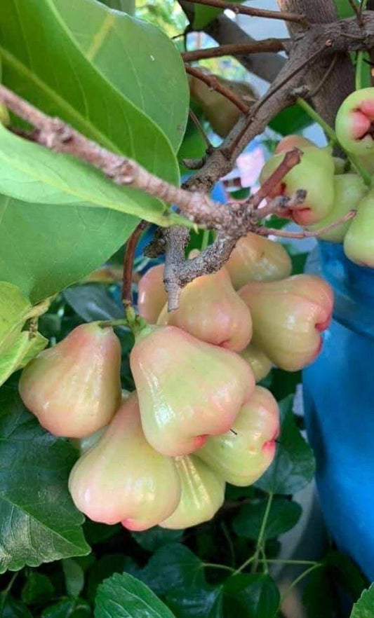 Rose apple seedling