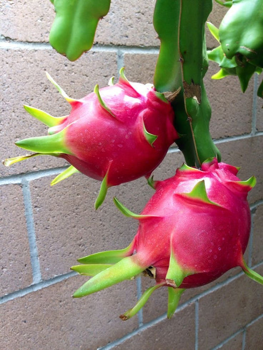 Dragon fruit seedling