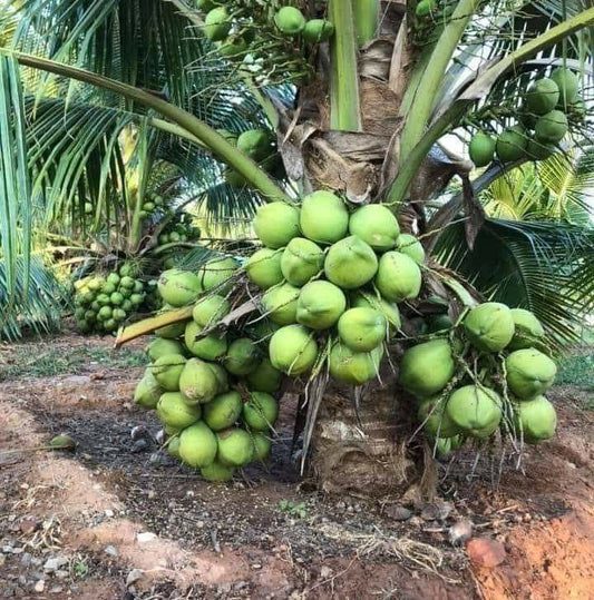 Dwarf coconut seedling