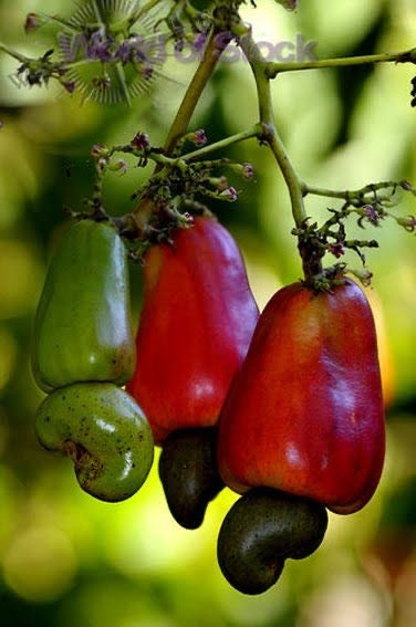 Brazilian cashew seeding