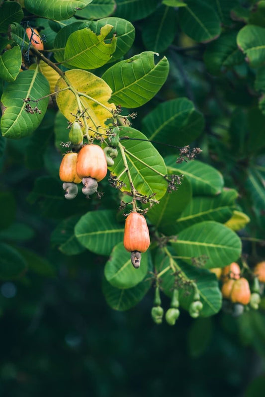 Brazilian cashew seeding