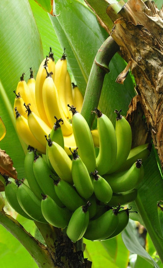 Gal banana seedling