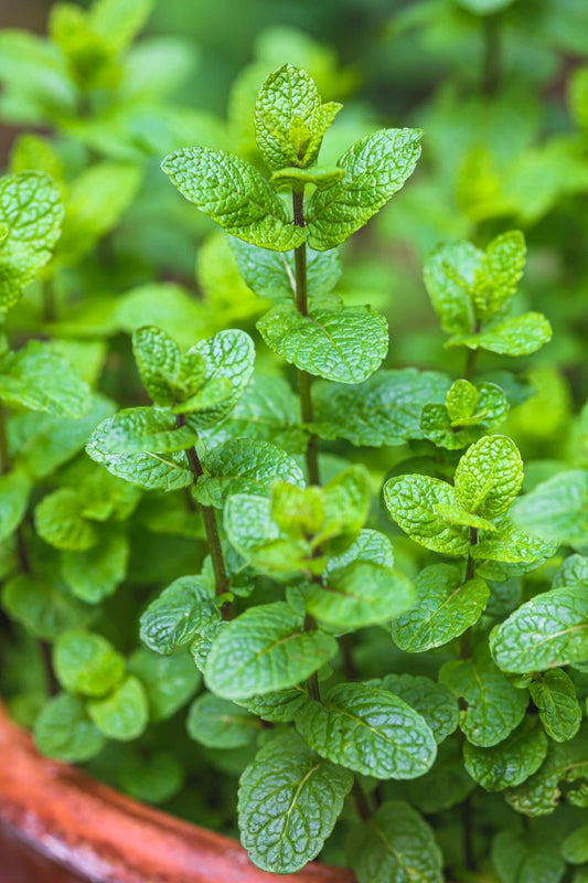 Mint plant