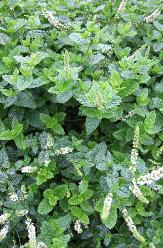 Lemon balm plant