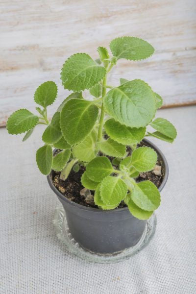 Cuban oregano plant