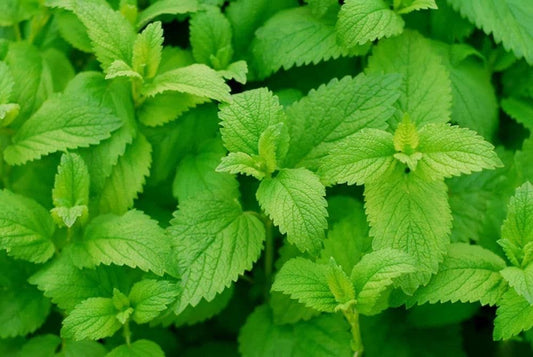 Lemon mint plant