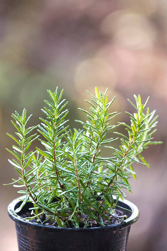 Rose Mary plant