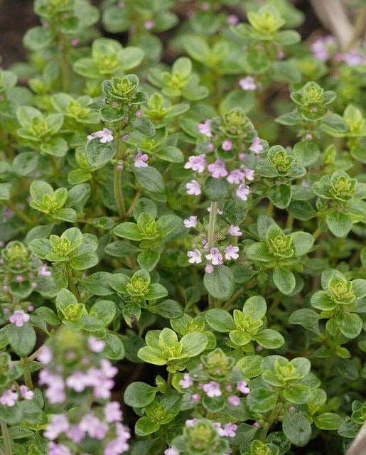 Greek Oregano plant
