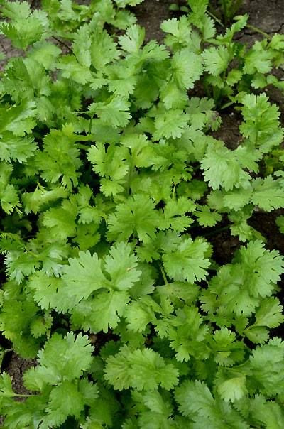 Parsley plant
