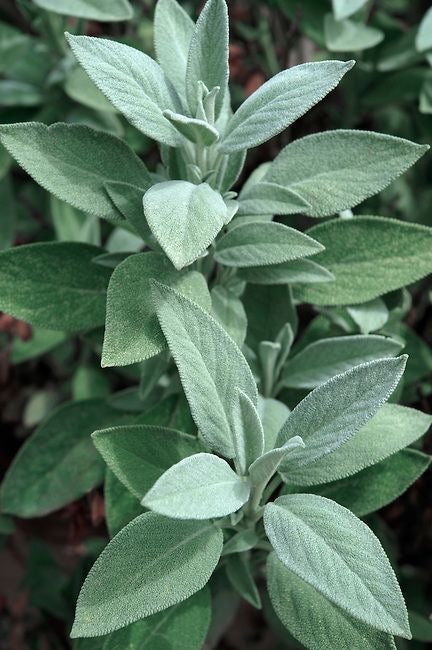 Sage plant