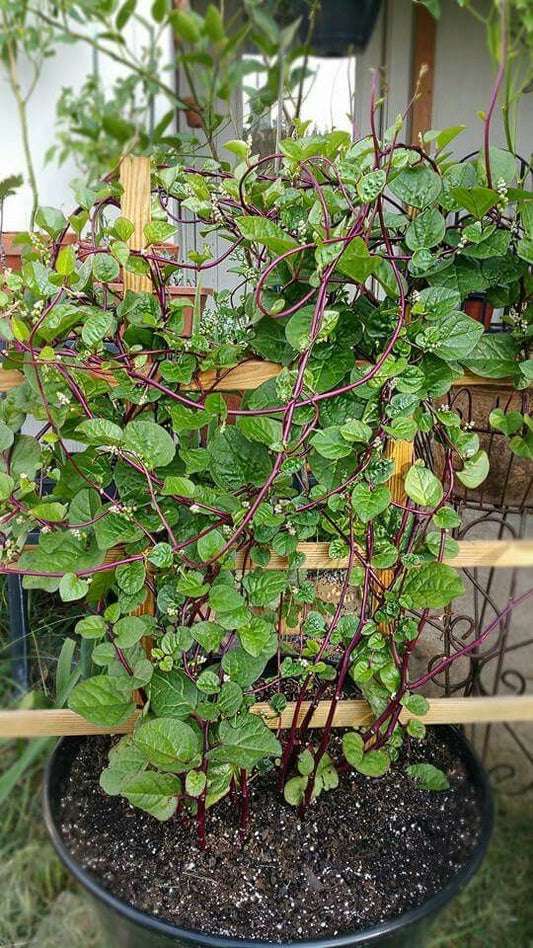 Malabar Spinach plant