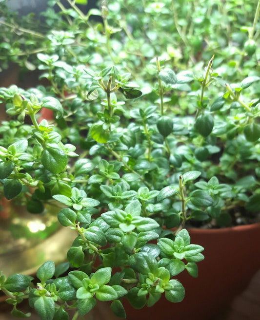 Thyme plant