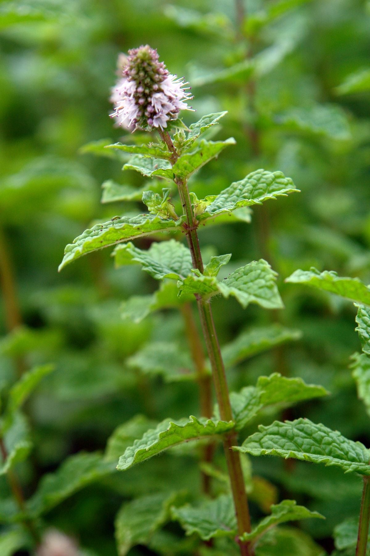 Spearmint plant