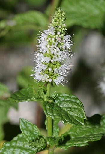 Spearmint plant