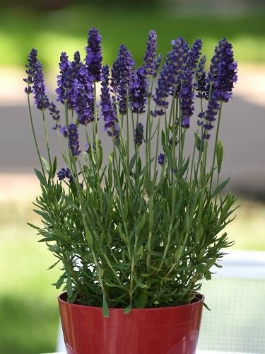 Lavender plant