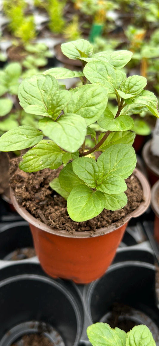 Orange mint plant