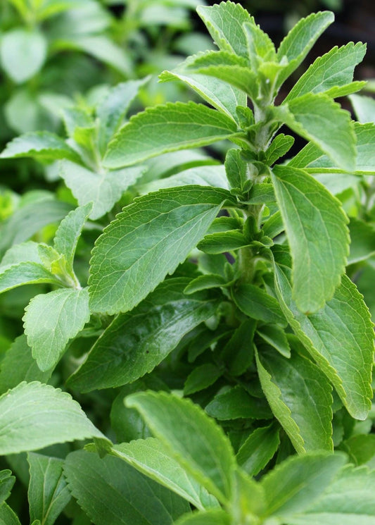 Stevia plant