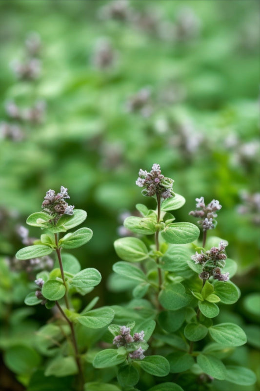 Marjoram plant