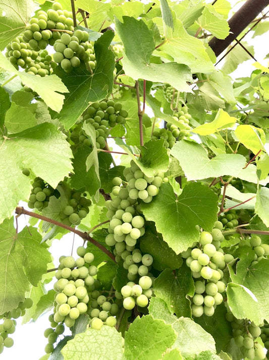 Grape Enob shy variety