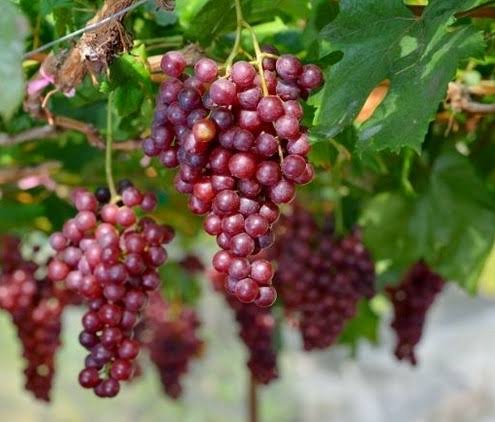 crimson seedless grapes variety