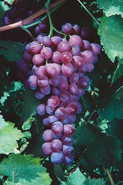 Purple grape variety