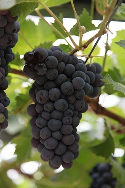 Black Hamburg Grape variety