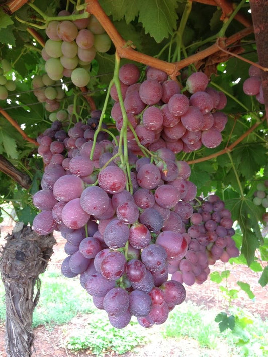 Red globe grape plant