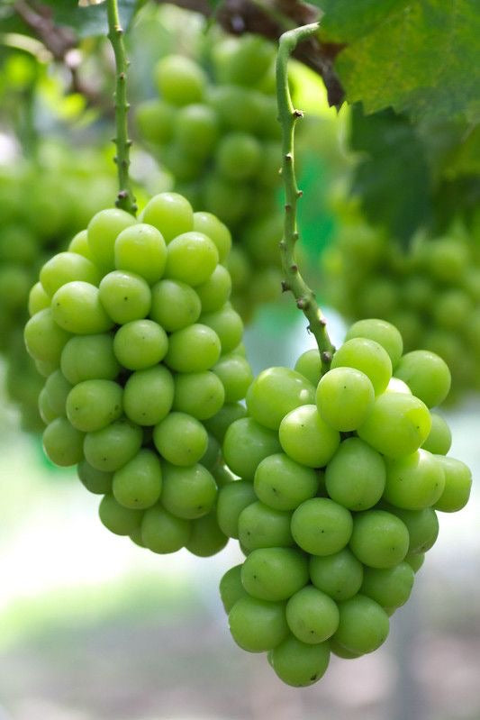 Muscat grape seedling