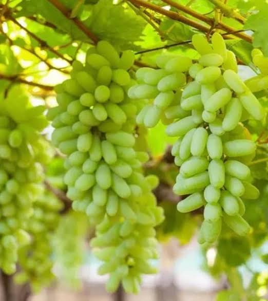 Lady finger grapes plant