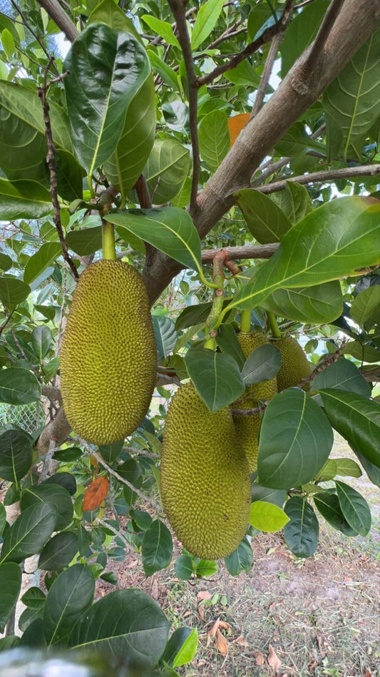Jack fruit