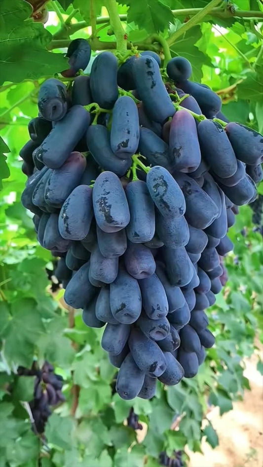 Grape: sweet sapphire