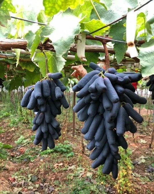 Grape: sweet sapphire