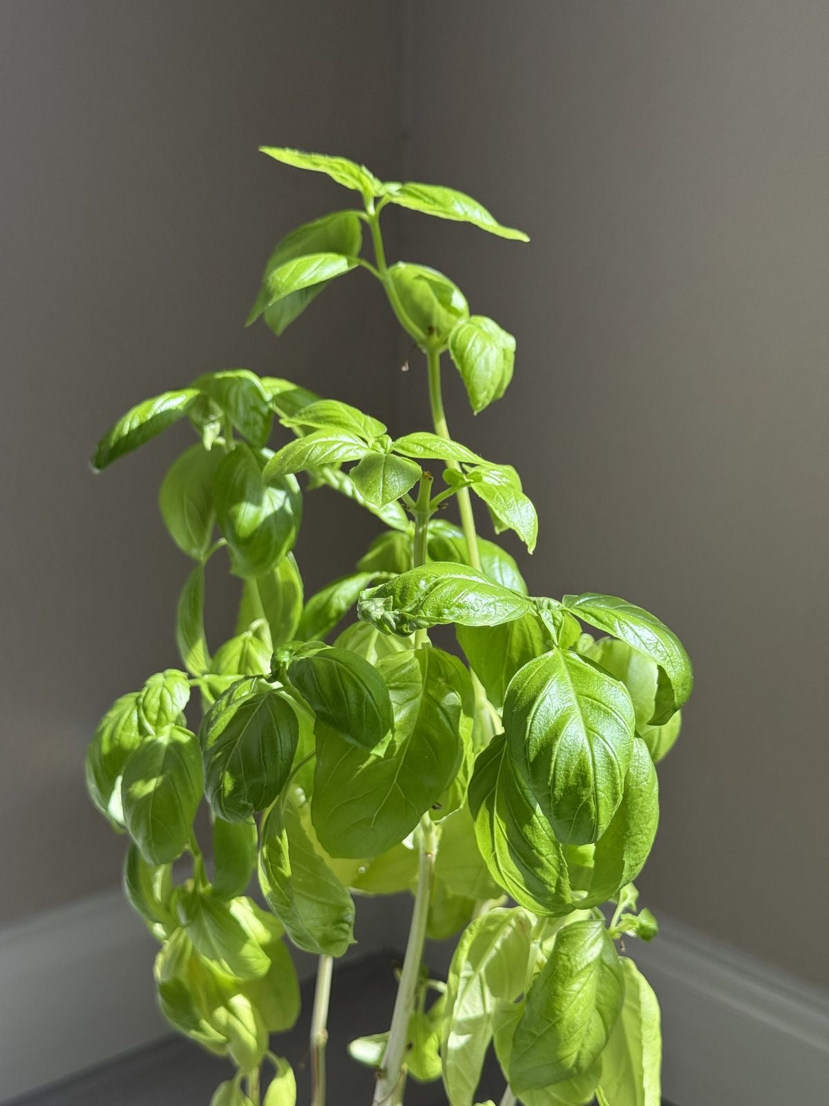 Sweet basil