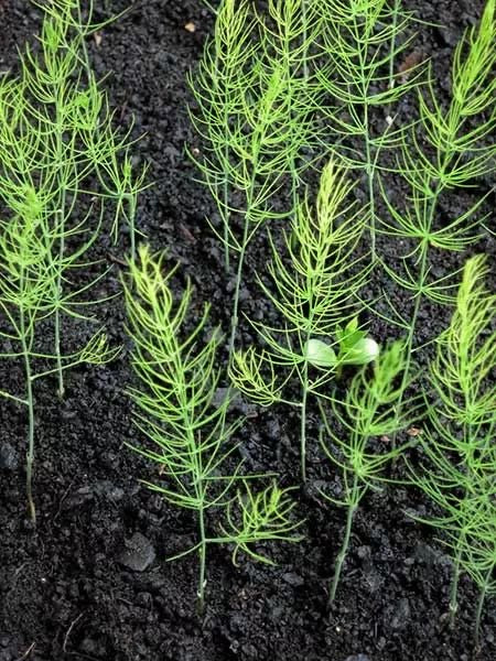 Asparagus seedling