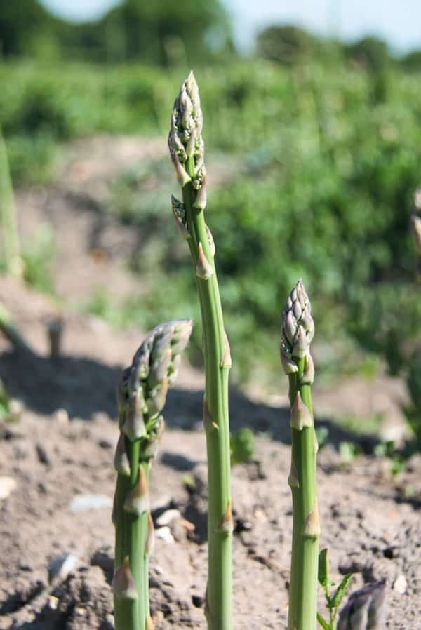 Asparagus seedling