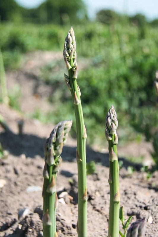 Asparagus seedling